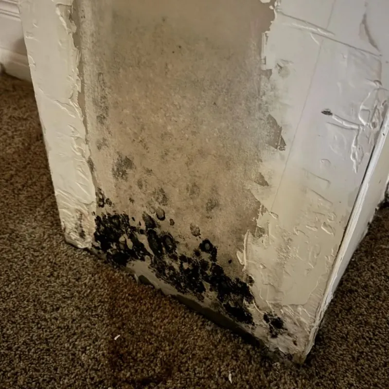 Professional Mold Removal in Jourdanton, TX